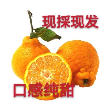 假丑橘大泡果丑柑.丑桔.不知火75起步现採现发，货源充足