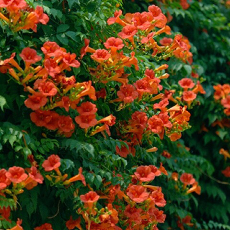 美国凌霄花苗盆栽爬藤植物攀爬树桩庭院阳台四季开花浓香好养