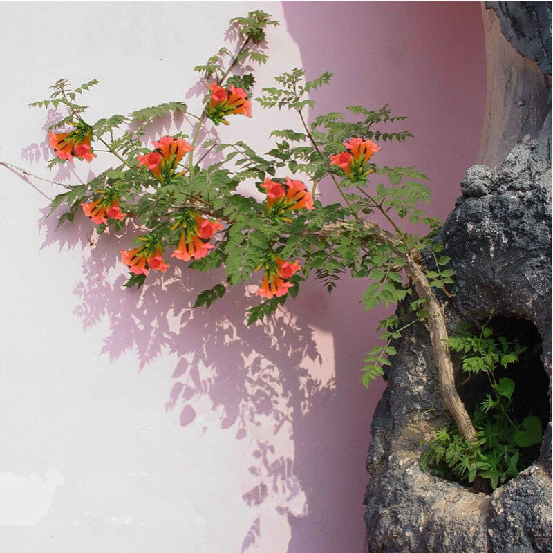美国凌霄花苗盆栽爬藤植物攀爬树桩庭院阳台四季开花浓香好养