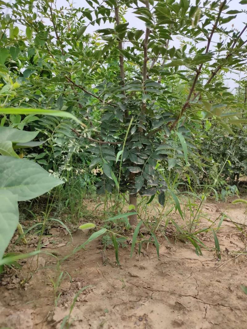 大红袍花椒苗花椒苗价格低数量大质量好品种纯