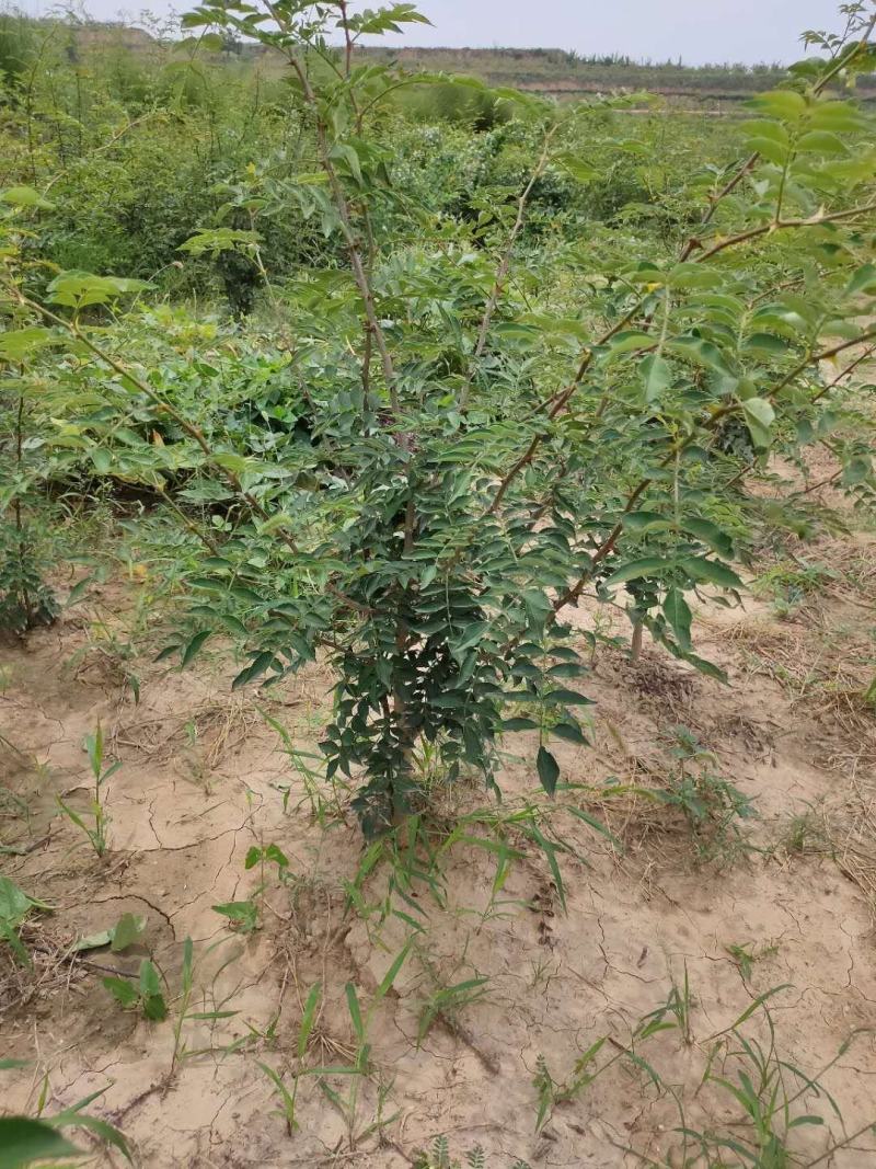 大红袍花椒苗花椒苗价格低数量大质量好品种纯