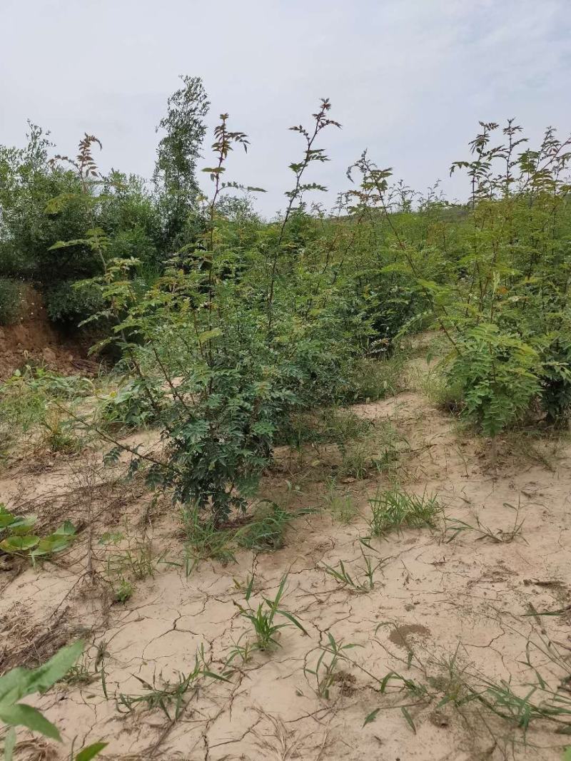 大红袍花椒苗花椒苗价格低数量大质量好品种纯