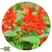 一串红矮串红花种子爆仗红秋播阳台盆栽四季易种花坛