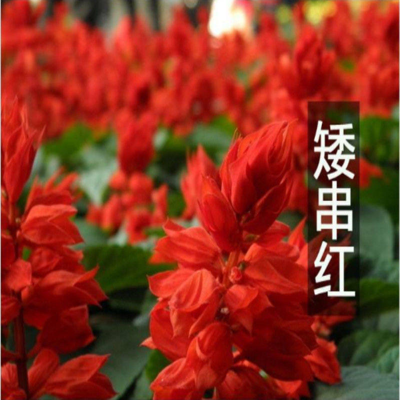 一串红矮串红花种子爆仗红秋播阳台盆栽四季易种花坛