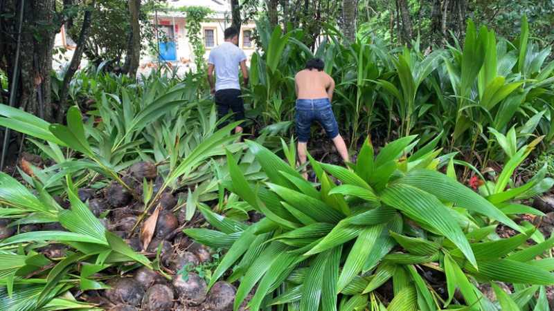 海南文昌东郊本地红椰苗、绿椰苗、大量批发