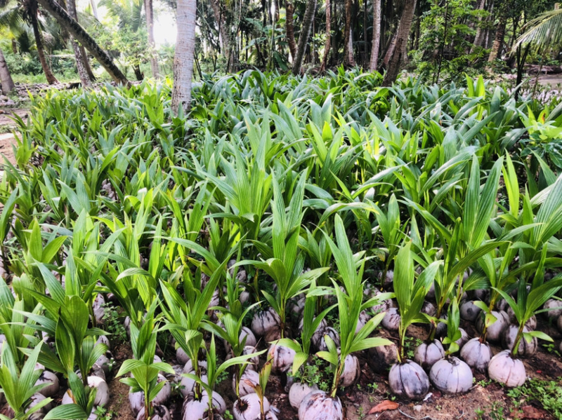 海南文昌东郊本地红椰苗、绿椰苗、大量批发