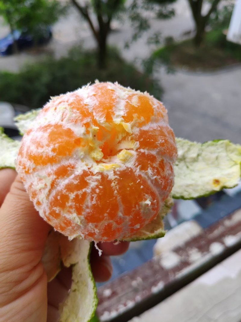 蜜橘，湖北早熟叶橘大量上市，货源充足，质量上乘，价格便宜