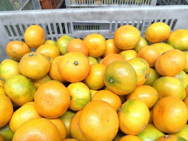 蜜橘，湖北早熟叶橘大量上市，货源充足，质量上乘，价格便宜