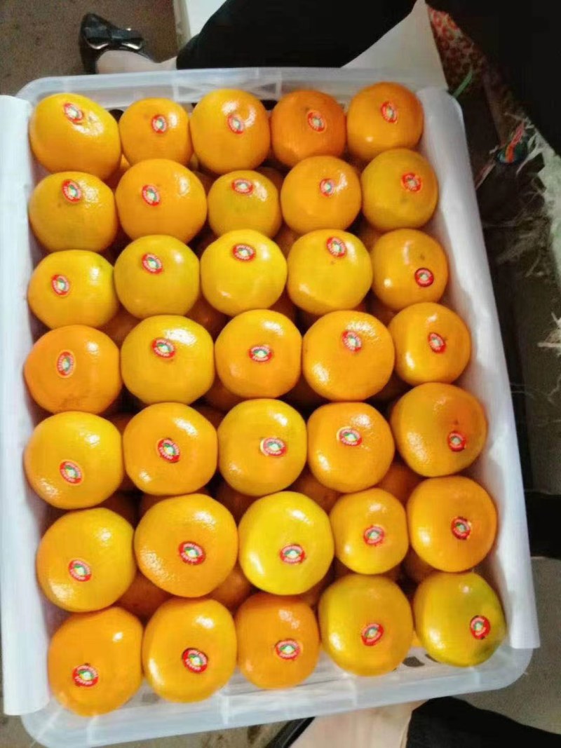 蜜橘，湖北早熟叶橘大量上市，货源充足，质量上乘，价格便宜