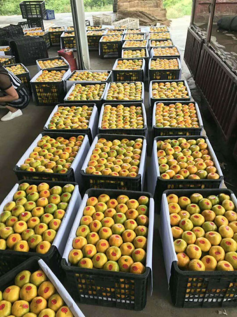 蜜橘，湖北早熟叶橘大量上市，货源充足，质量上乘，价格便宜