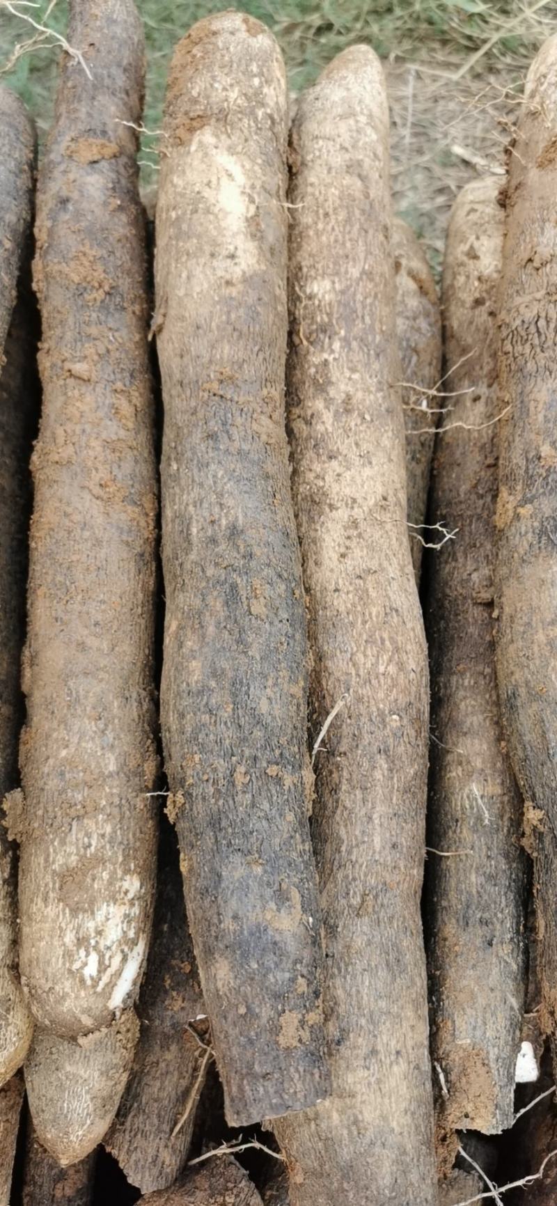 老山药，老山药，白玉新货，崇州分货，对接各种拖板车大客户