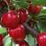 车厘子红灯乌克兰玛瑙红大樱桃嫁接苗基地现挖现发成活率高