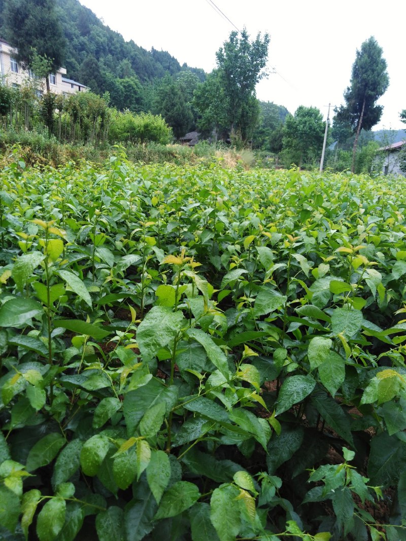 车厘子红灯乌克兰玛瑙红大樱桃嫁接苗基地现挖现发成活率高