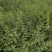 200万籽播连翘苗营养杯连翘苗50万一年药用连翘苗价格优