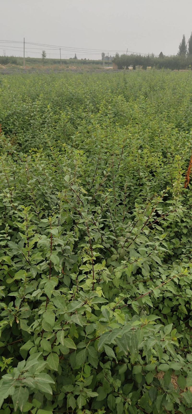 200万籽播连翘苗营养杯连翘苗50万一年药用连翘苗价格优