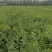 200万籽播连翘苗营养杯连翘苗50万一年药用连翘苗价格优