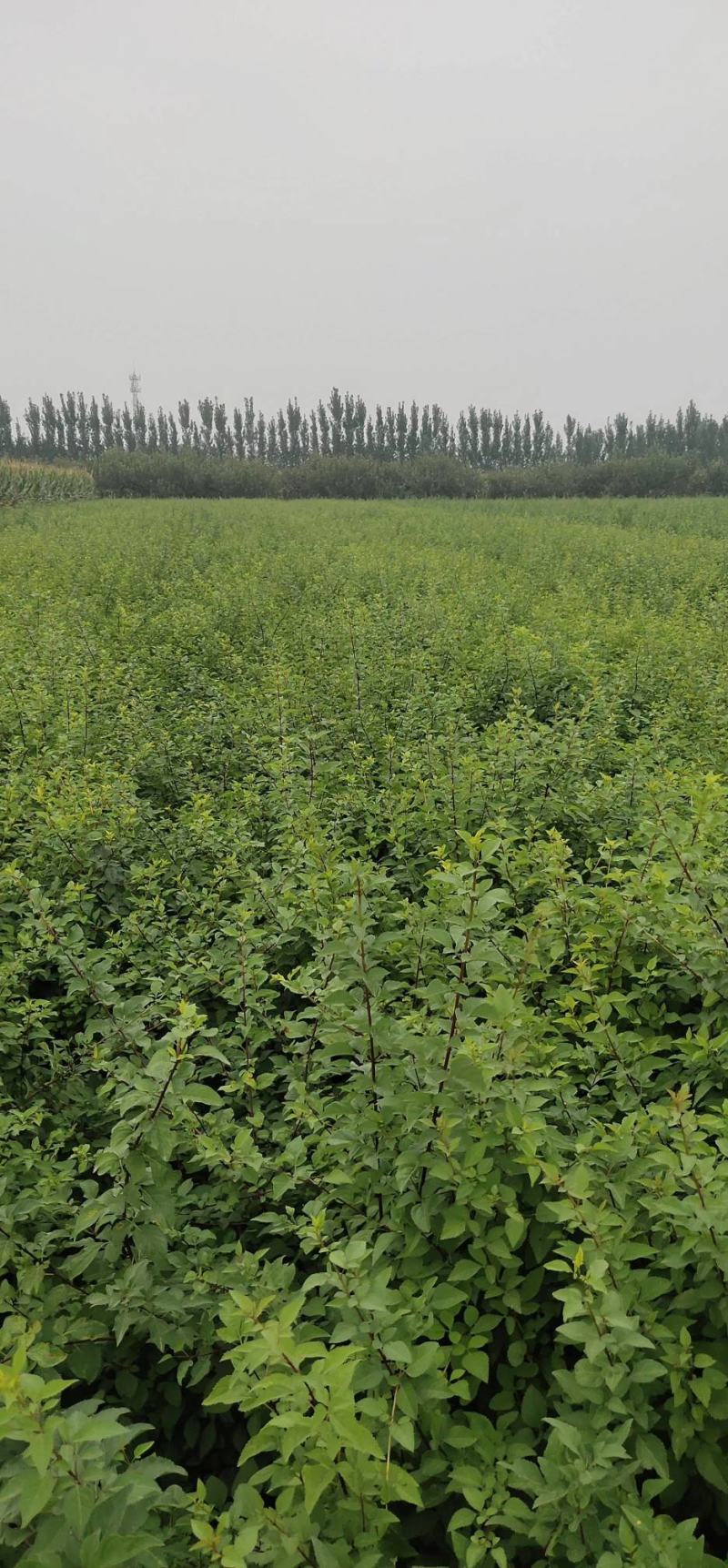 200万籽播连翘苗营养杯连翘苗50万一年药用连翘苗价格优