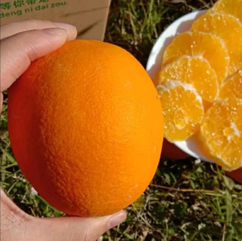 纽荷尔九月红果冻橙中华红血橙果大味甜多汁保质保量