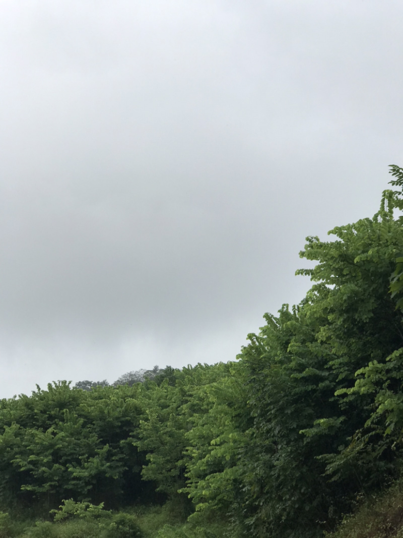 羊蹄甲，大量出售，5到12公分，截顶发帽。