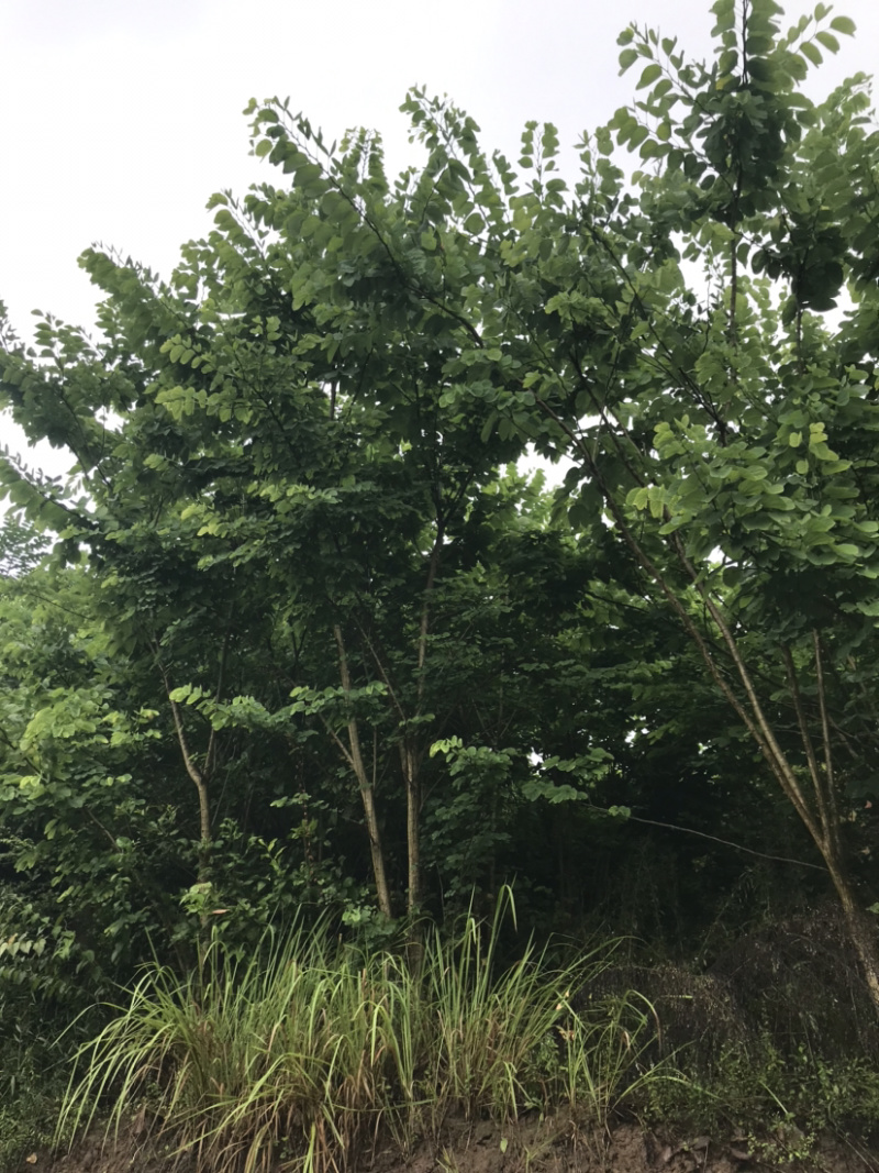 羊蹄甲，大量出售，5到12公分，截顶发帽。