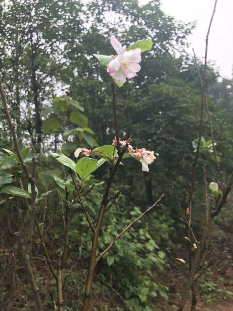 垂丝海棠5公分，大量出售，自产自销，价格优惠