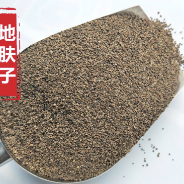 地肤子地肤籽保庆药业批发地肤籽实物拍摄！