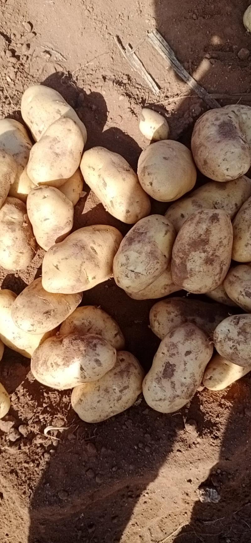内蒙古武川优质黄心土豆，直发全国，沙土地种植，个大形状好