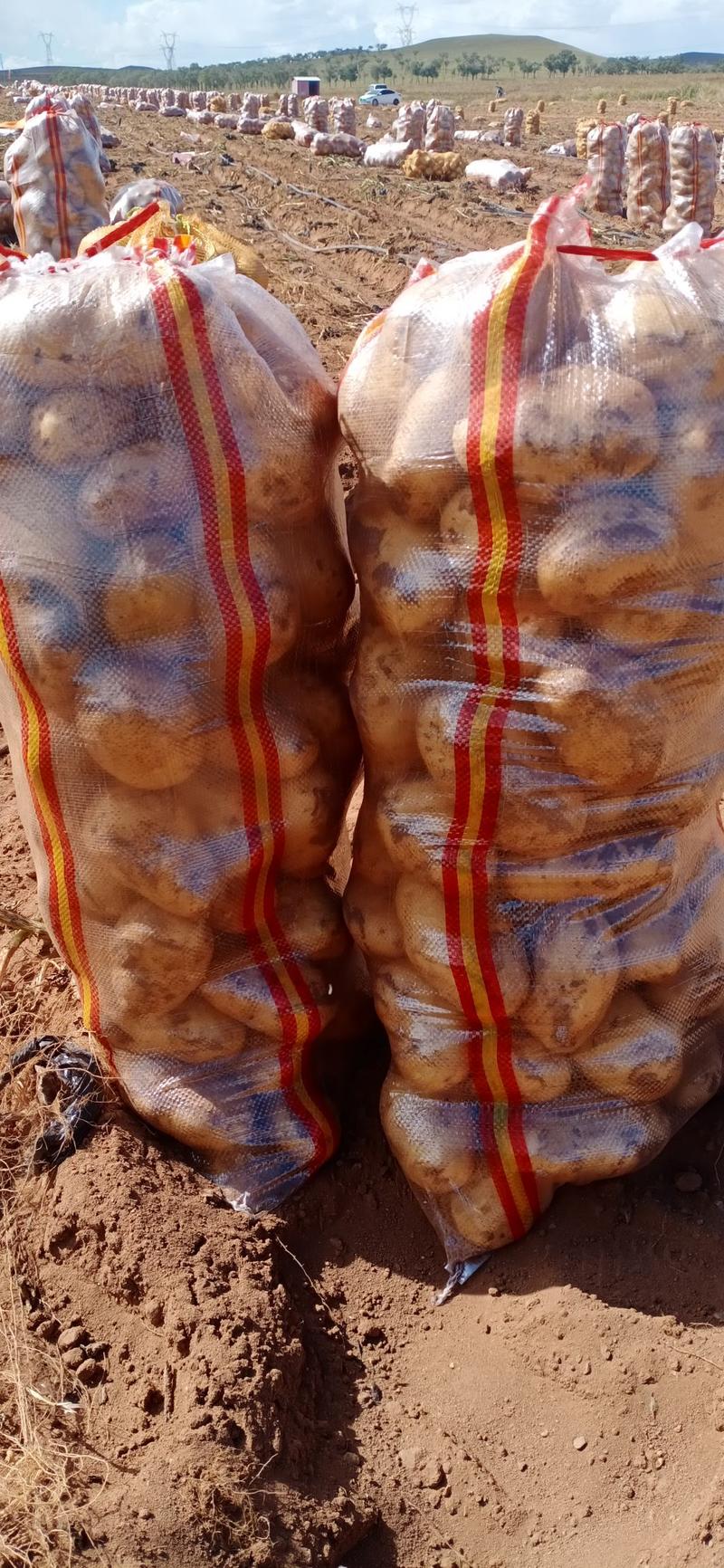 内蒙古武川优质黄心土豆，直发全国，沙土地种植，个大形状好