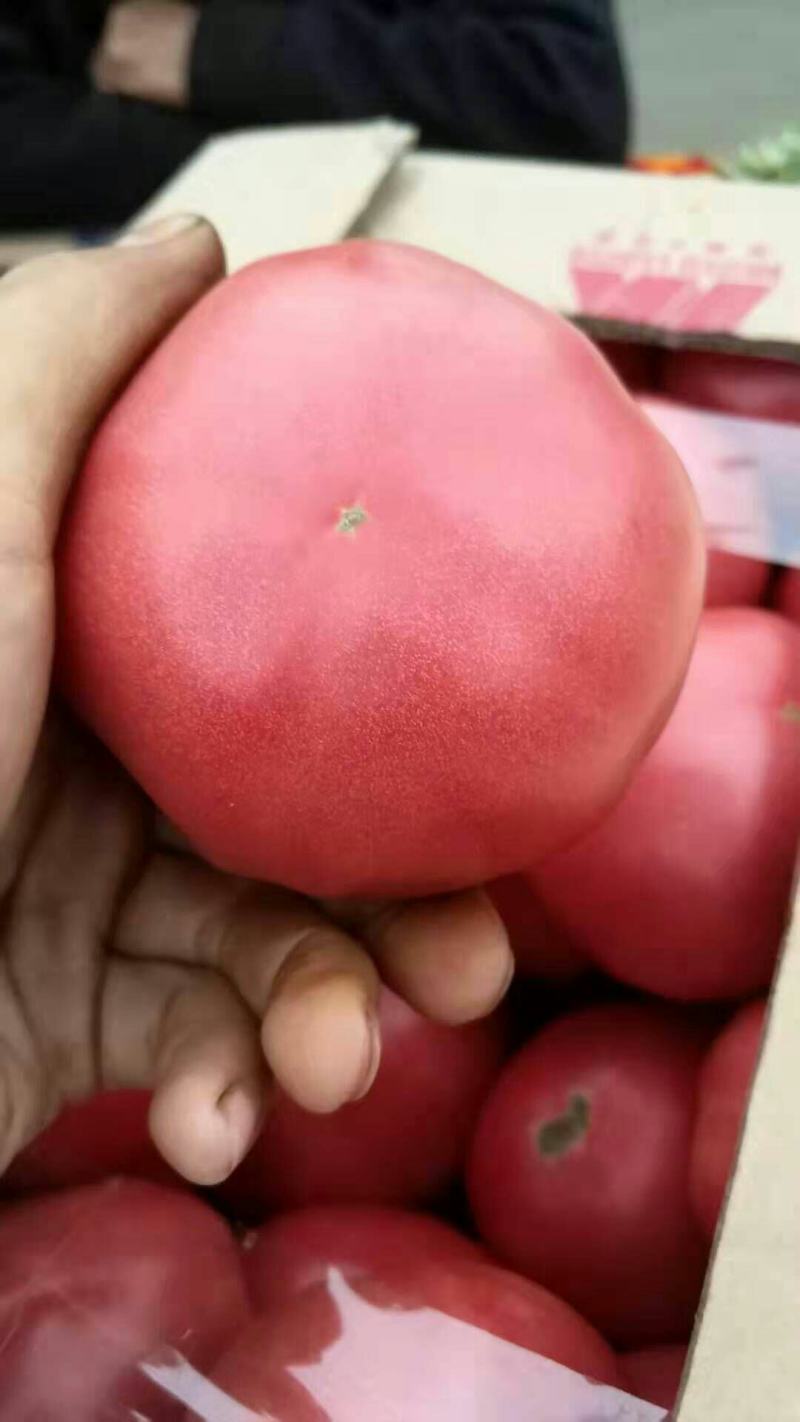 农联社老贺果蔬购销大量供应