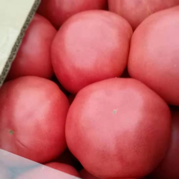 农联社老贺果蔬购销大量供应