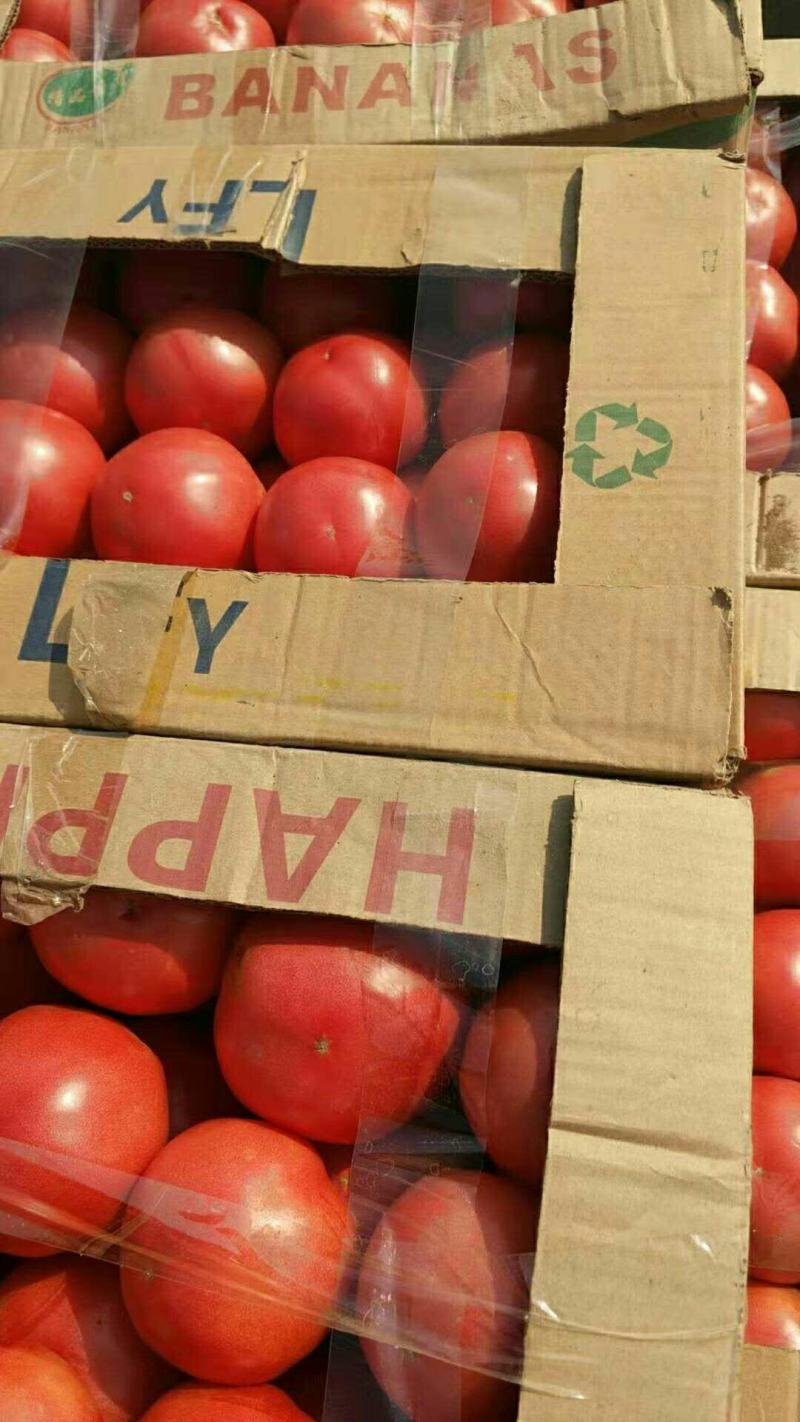 农联社老贺果蔬购销大量供应