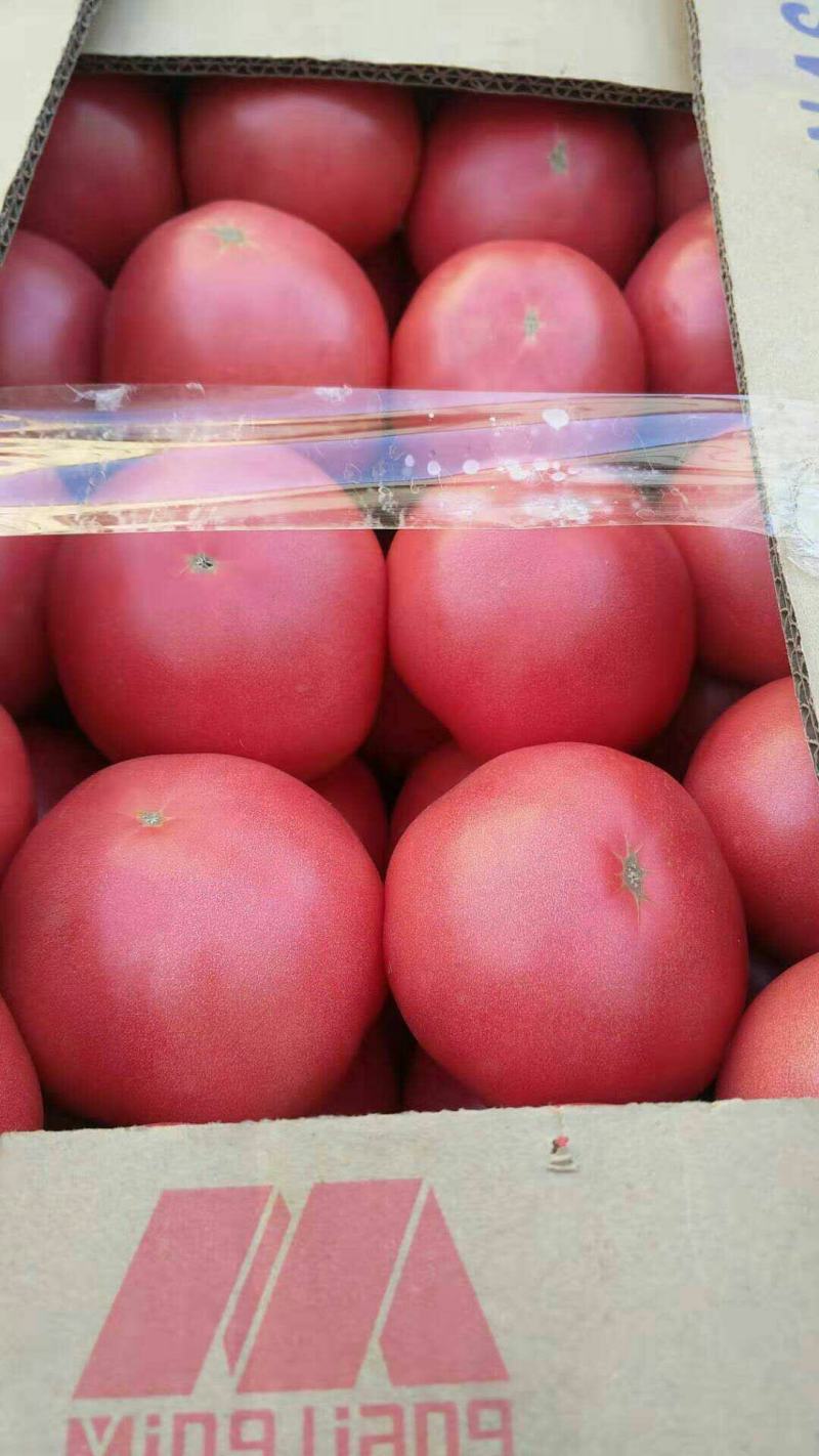 农联社老贺果蔬购销大量供应