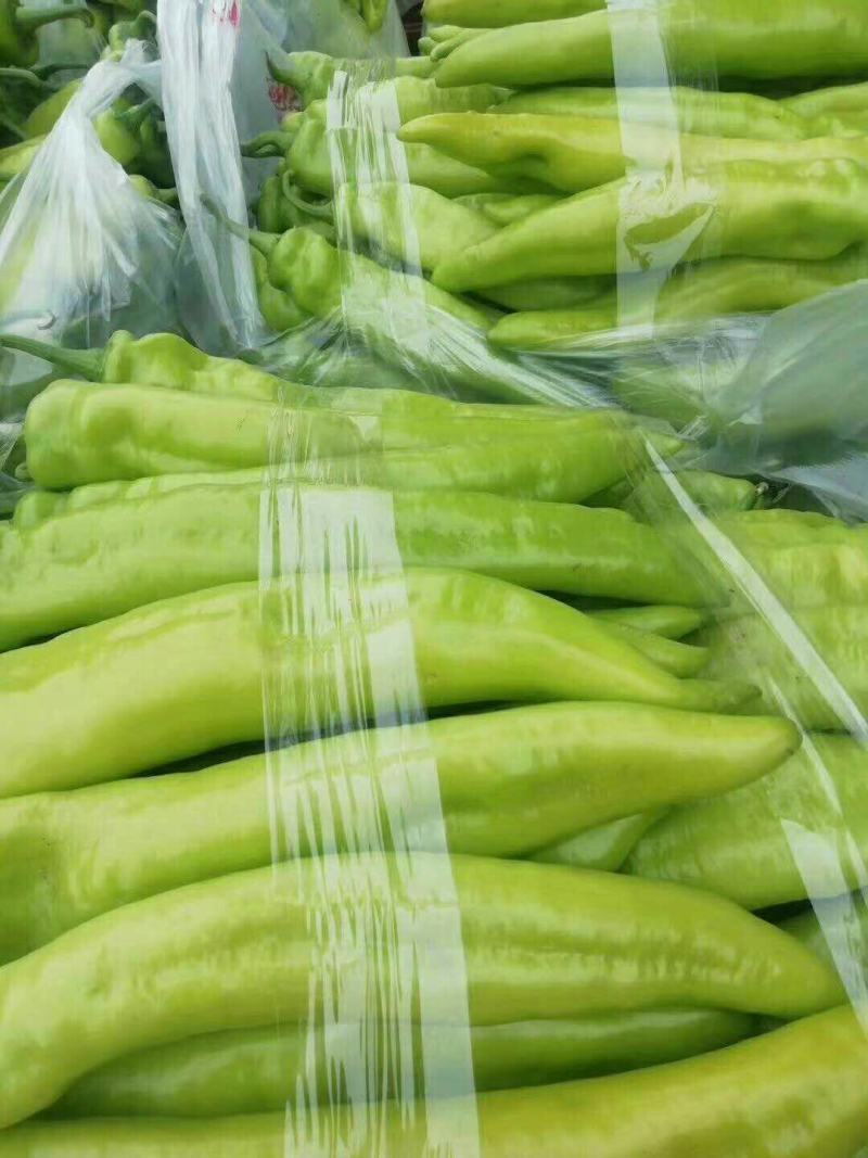 农联社老贺果蔬购销大量供应尖椒
