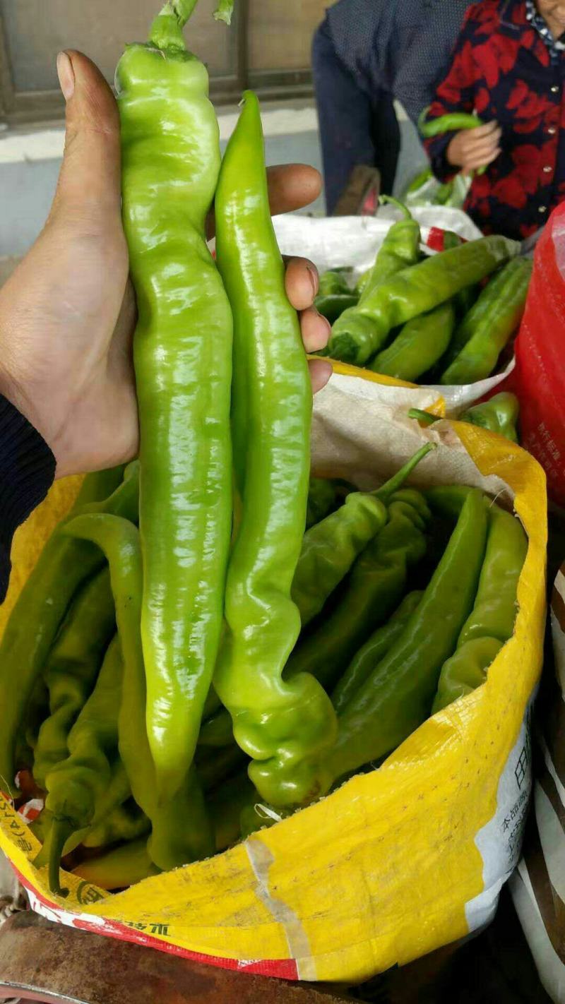 农联社老贺果蔬购销大量供应尖椒