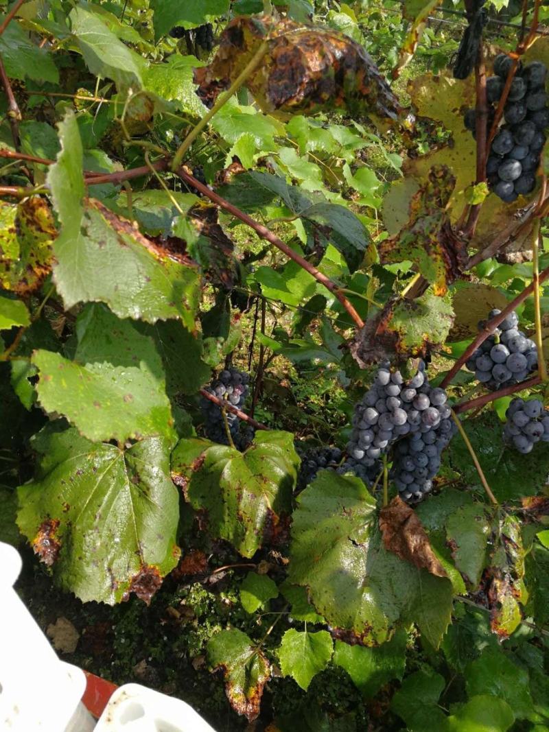 辽宁丹东近郊百亩晚熟酿酒鲜食康可葡萄