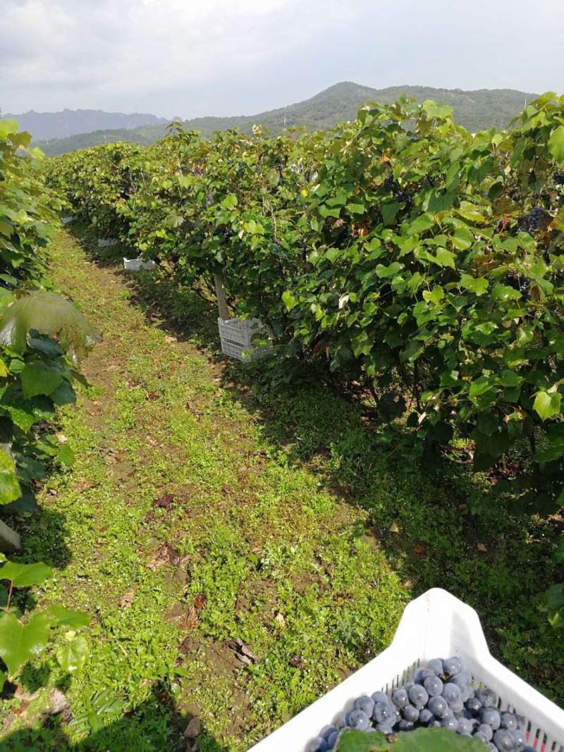 辽宁丹东近郊百亩晚熟酿酒鲜食康可葡萄