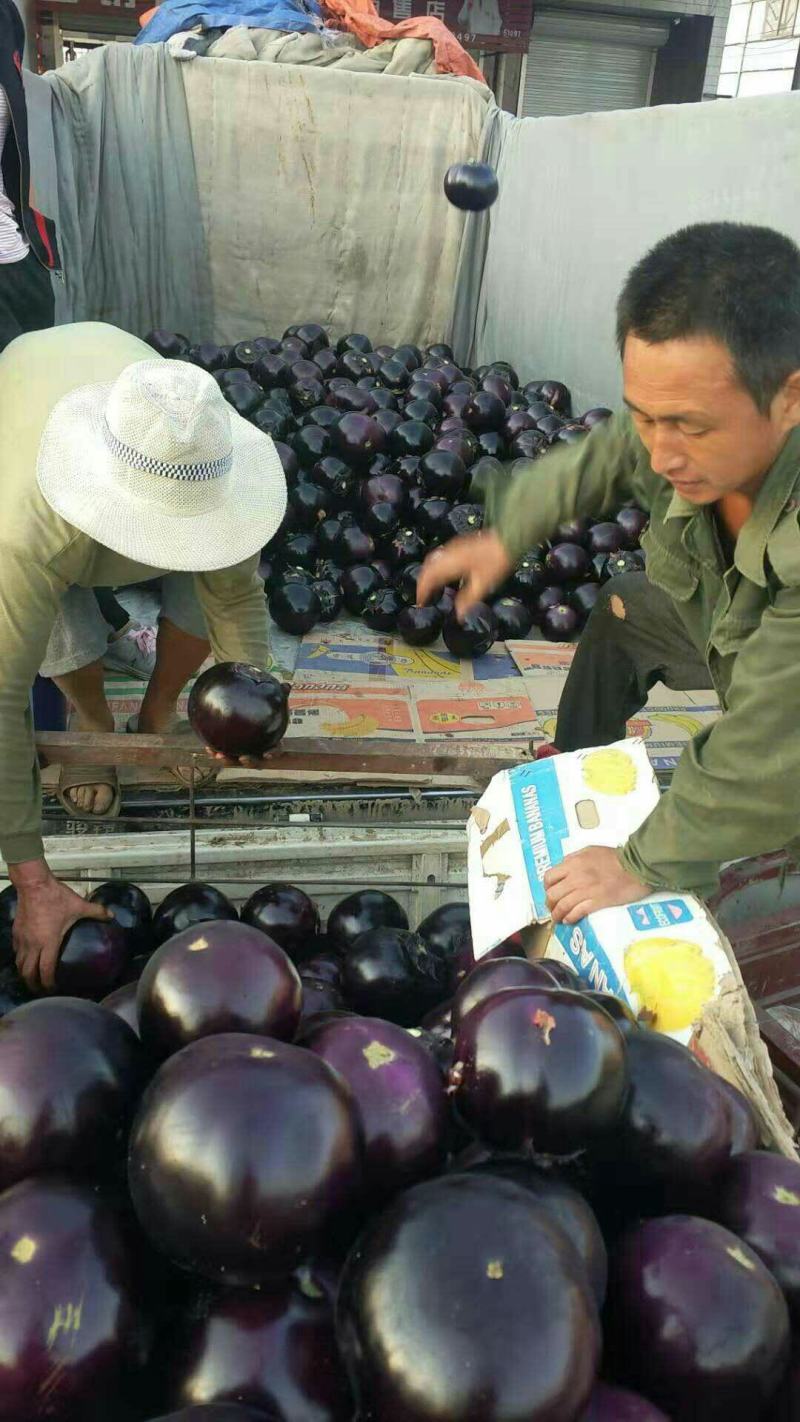 农联社老贺果蔬购销大量供应圆茄