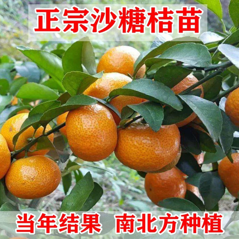 优质嫁接柑桔苗可签合同量大从优基地直供参考