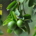 优质嫁接柠檬苗一手货源基地直发包成活保证质量基地现