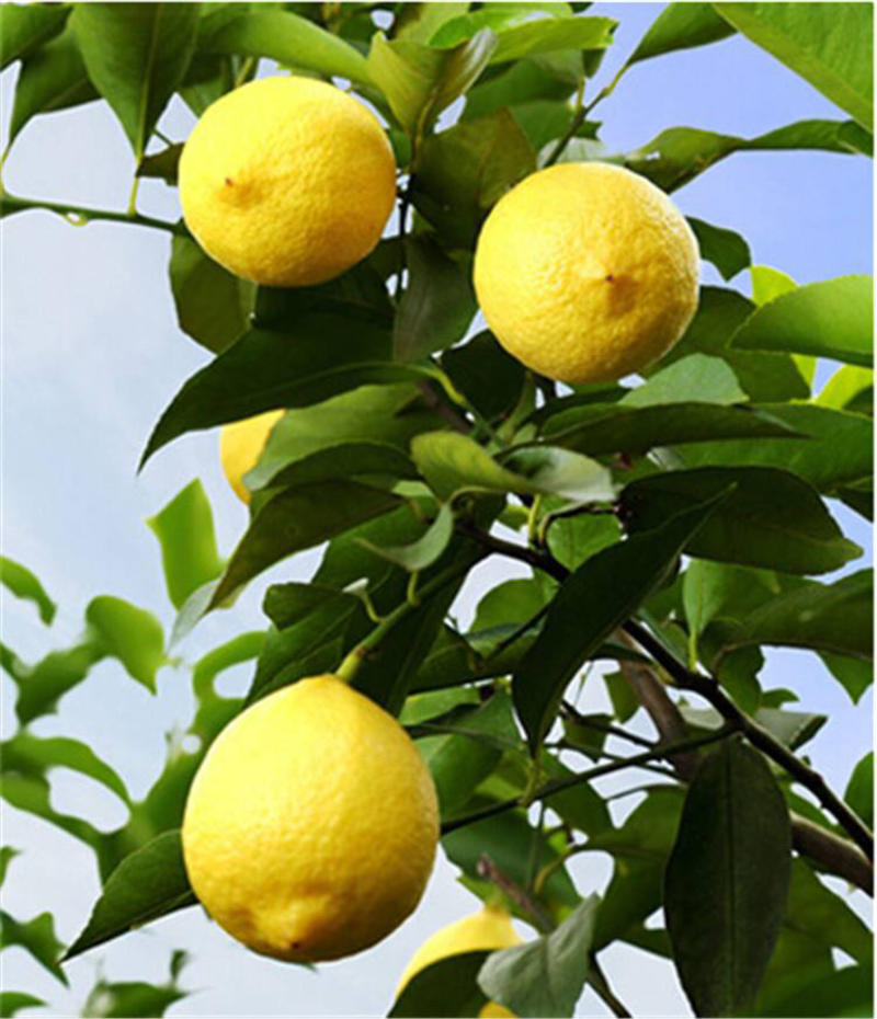 优质嫁接柠檬苗一手货源基地直发包成活保证质量基地现