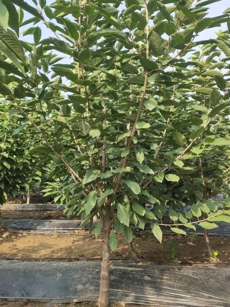 供应品种大樱桃树！绿化大樱桃树！占地大樱桃树