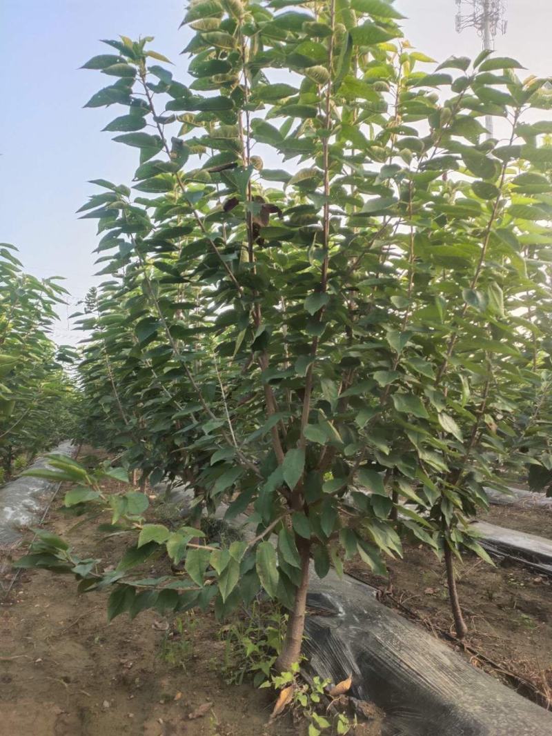 供应品种大樱桃树！绿化大樱桃树！占地大樱桃树