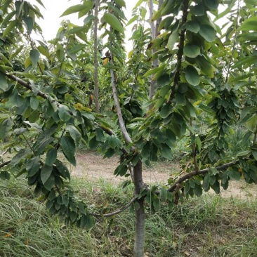 供应品种大樱桃树！绿化大樱桃树！占地大樱桃树
