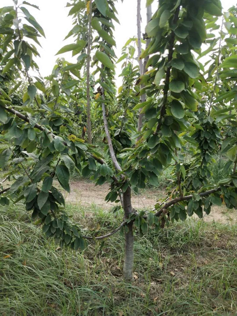 供应品种大樱桃树！绿化大樱桃树！占地大樱桃树