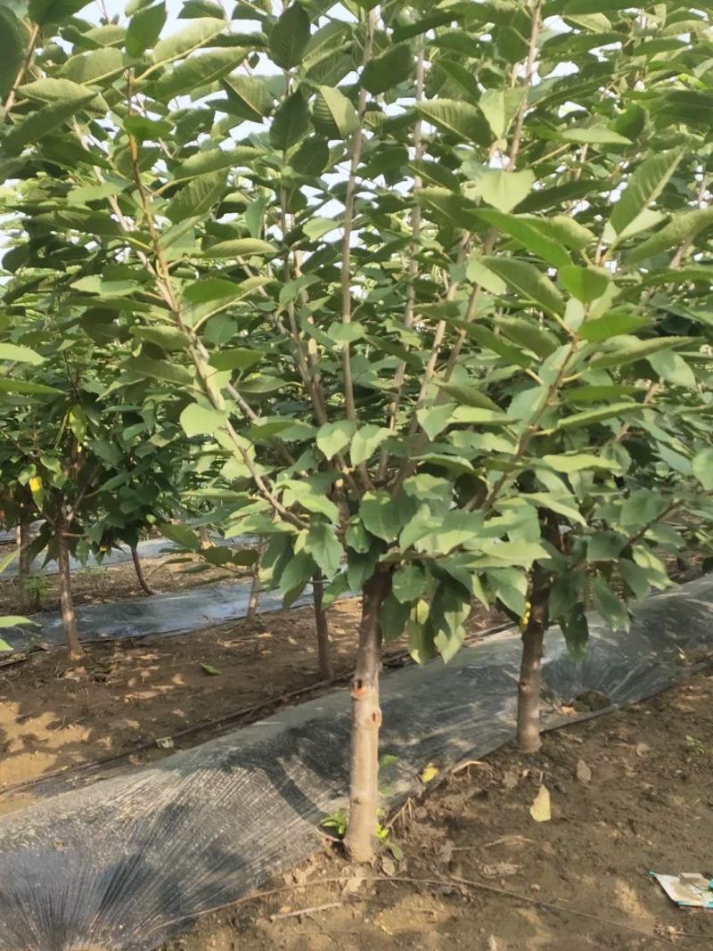 供应品种大樱桃树！绿化大樱桃树！占地大樱桃树