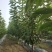供应品种大樱桃树！绿化大樱桃树！占地大樱桃树
