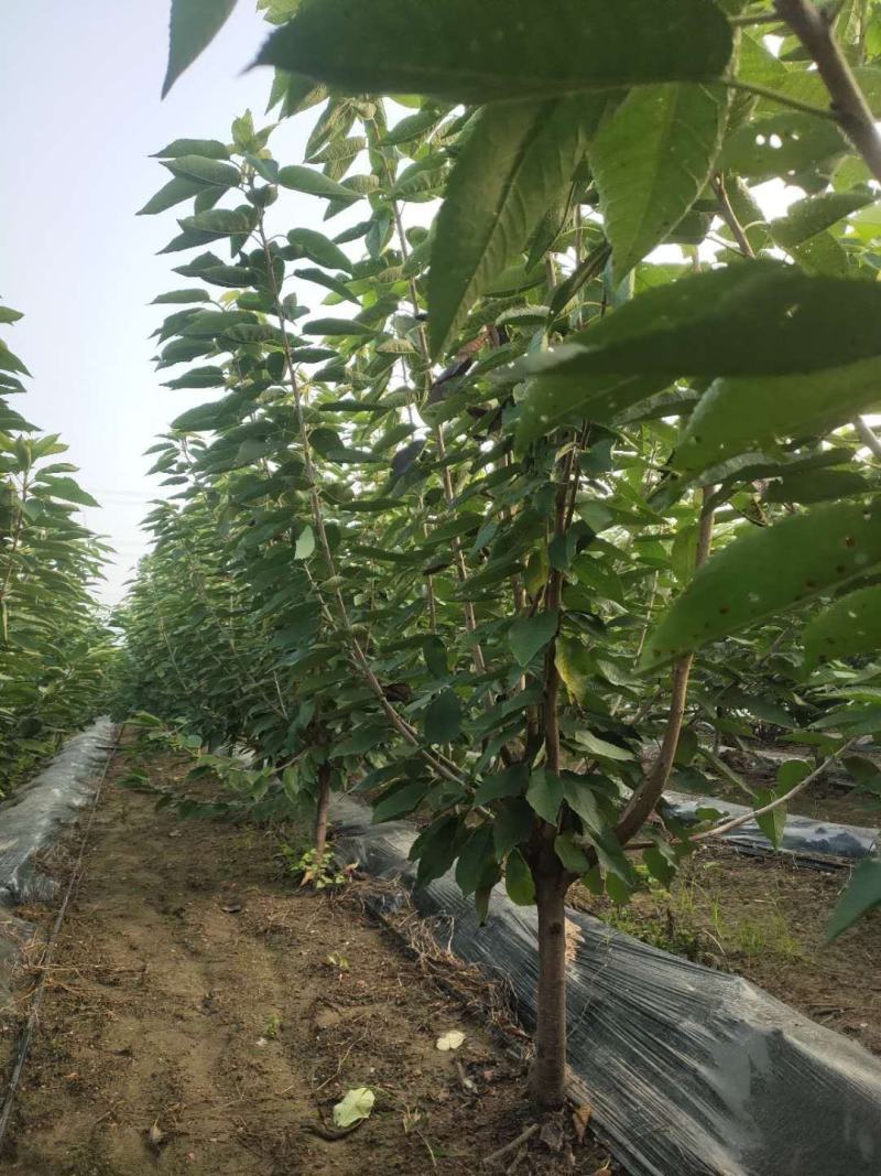 供应品种大樱桃树！绿化大樱桃树！占地大樱桃树