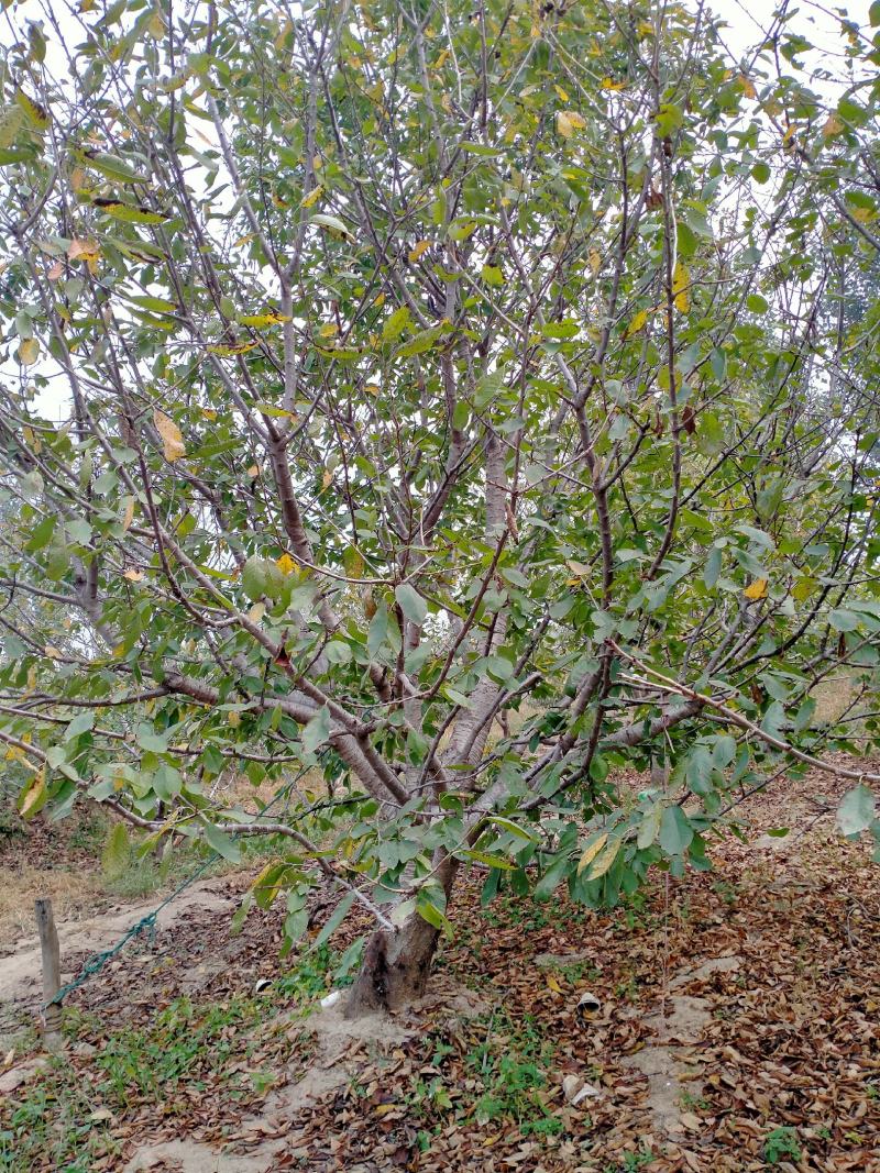 供应品种大樱桃树！绿化大樱桃树！占地大樱桃树