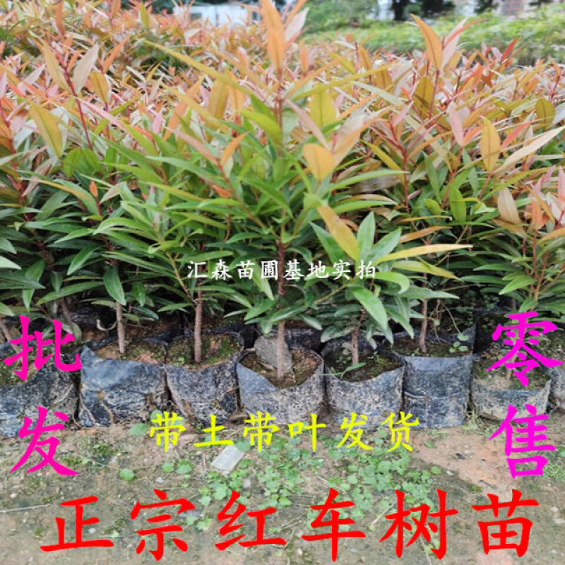 正宗红车树苗红枝蒲桃木小苗绿化园林盆景地栽植物