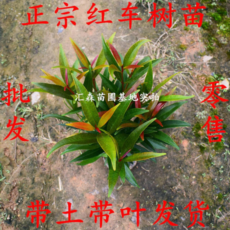 正宗红车树苗红枝蒲桃木小苗绿化园林盆景地栽植物